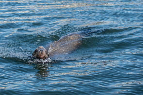 Paddle Surfing with Sea Lions